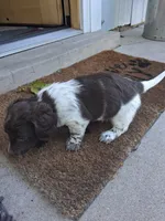 Cowboy, a male Dachshund for sale in Aurora, CO – 2 of 9