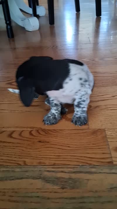 Diesel , a male Dachshund for sale in Aurora, CO – 9 of 10