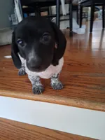Diesel , a male Dachshund for sale in Aurora, CO – 10 of 10