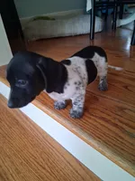 Diesel , a male Dachshund for sale in Aurora, CO – 8 of 10