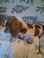 Bear, a male Dachshund for sale in Aurora, CO – 3 of 9