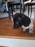 Diesel , a male Dachshund for sale in Aurora, CO – 6 of 10