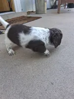 Cowboy, a male Dachshund for sale in Aurora, CO – 3 of 9