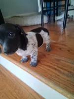 Diesel , a male Dachshund for sale in Aurora, CO – 3 of 10