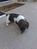 Cowboy, a male Dachshund for sale in Aurora, CO – 7 of 9