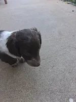 Cowboy, a male Dachshund for sale in Aurora, CO – 5 of 9