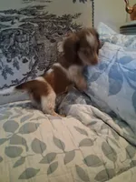 Bear, a male Dachshund for sale in Aurora, CO – 8 of 9
