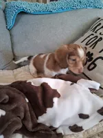 Bear, a male Dachshund for sale in Aurora, CO – 7 of 9