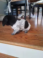 Diesel , a male Dachshund for sale in Aurora, CO – 5 of 10
