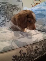 Bear, a male Dachshund for sale in Aurora, CO – 5 of 9