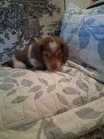 Bear, a male Dachshund for sale in Aurora, CO – 6 of 9