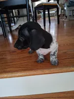 Diesel , a male Dachshund for sale in Aurora, CO – 7 of 10