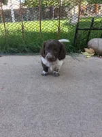 Cowboy, a male Dachshund for sale in Aurora, CO – 1 of 9
