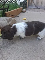 Cowboy, a male Dachshund for sale in Aurora, CO – 8 of 9