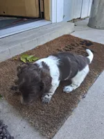 Cowboy, a male Dachshund for sale in Aurora, CO – 4 of 9