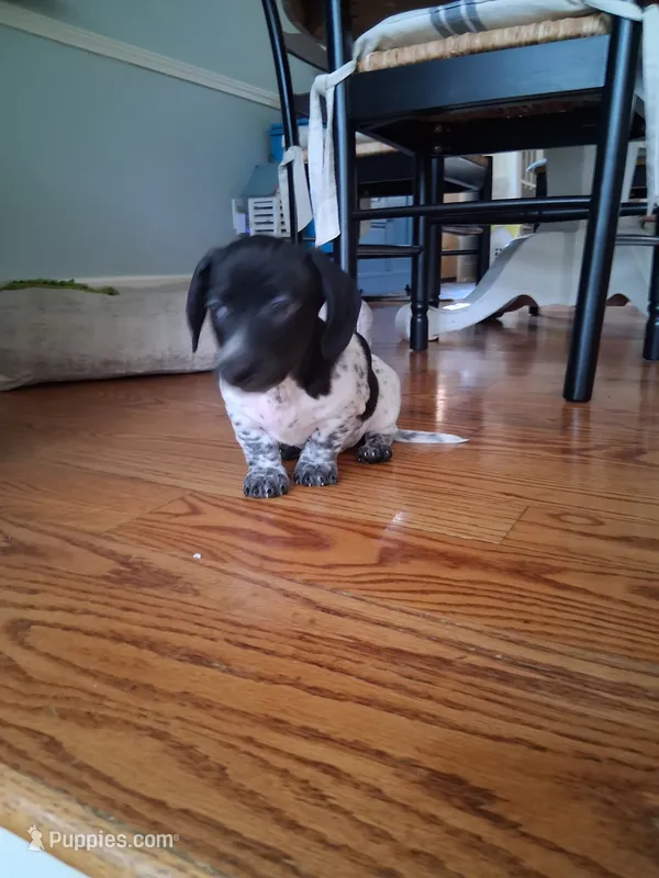 Diesel , a male Dachshund for sale in Aurora, CO – 1 of 10