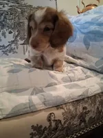 Bear, a male Dachshund for sale in Aurora, CO – 2 of 9