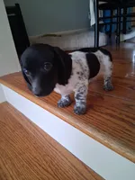 Diesel , a male Dachshund for sale in Aurora, CO – 2 of 10