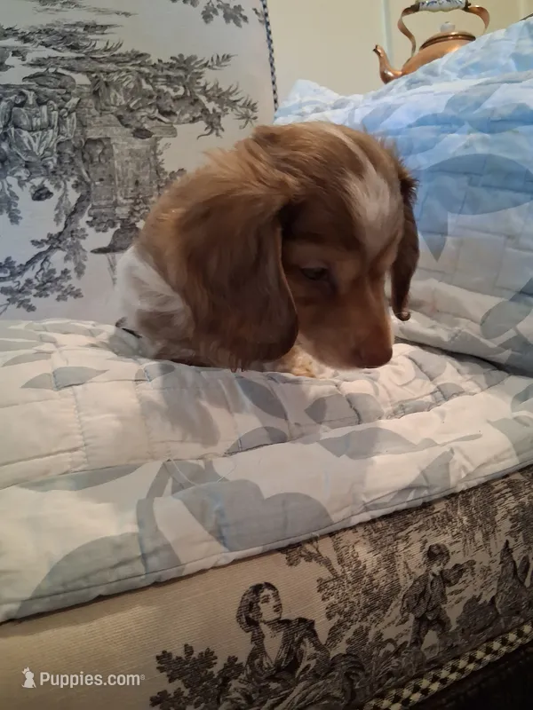 Bear – Dachshund puppy for sale in Aurora, CO