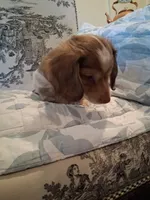 Bear, a male Dachshund for sale in Aurora, CO – 1 of 9