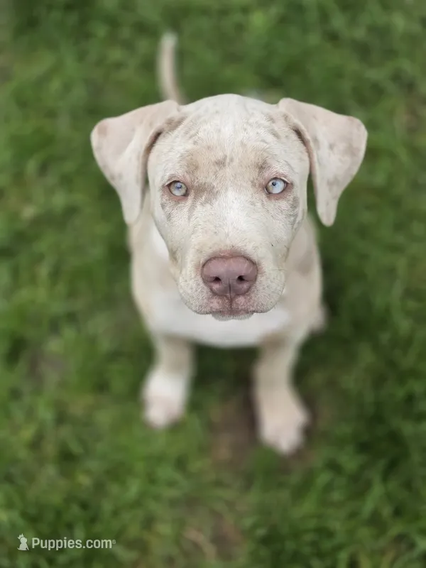 Aura, XL american bully – American Bully puppy for sale in Lansing, MI