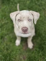 Aura, XL american bully, a female American Bully for sale in Lansing, MI – 1 of 4