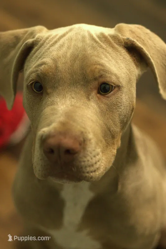 Boots, XL american bully – American Bully puppy for sale in Lansing, MI