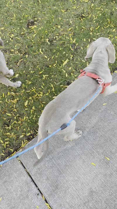Boots, XL american bully, a male American Bully for sale in Lansing, MI – 5 of 5