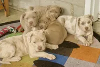 Aura, XL american bully, a female American Bully for sale in Lansing, MI – 4 of 4