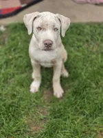 Aura, XL american bully, a female American Bully for sale in Lansing, MI – 3 of 4