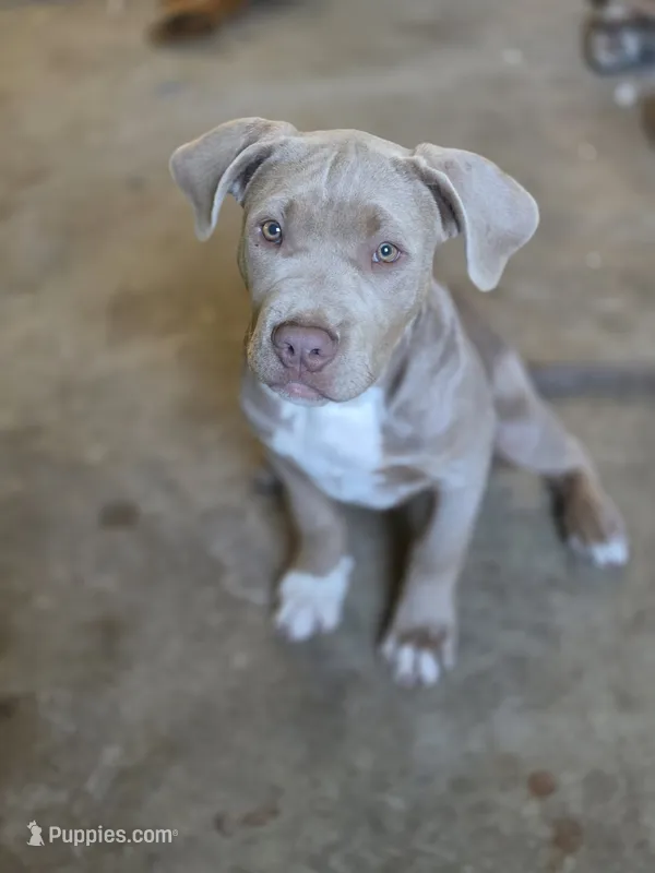 Boots, XL american bully – American Bully puppy for sale in Lansing, MI