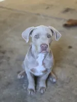Boots, XL american bully, a male American Bully for sale in Lansing, MI – 2 of 5