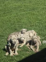 Aura, XL american bully, a female American Bully for sale in Lansing, MI – 2 of 4