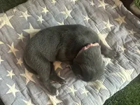 Biscuit , a female Great Dane for sale in Peoria, AZ – 2 of 5