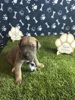Bacon , a male Great Dane for sale in Peoria, AZ – 2 of 9