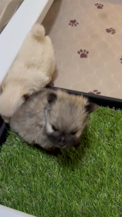 Mickey , a male Pomeranian for sale in Peoria, AZ – 2 of 10