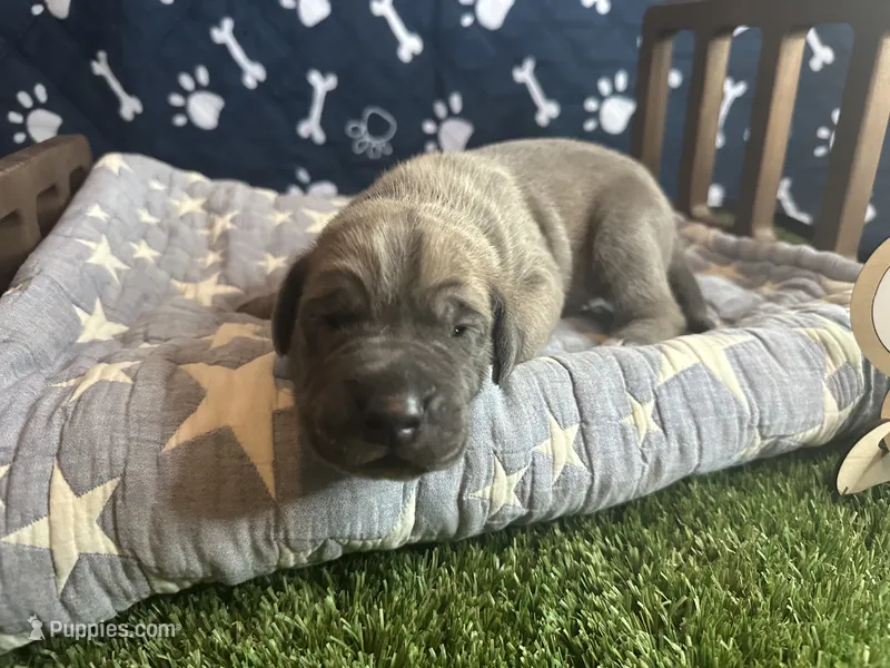 Bacon  – Great Dane puppy for sale in Peoria, AZ