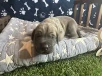 Bacon , a male Great Dane for sale in Peoria, AZ – 1 of 6