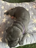Pancake, a female Great Dane for sale in Peoria, AZ – 2 of 8