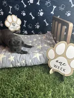 Pancake, a female Great Dane for sale in Peoria, AZ – 4 of 8