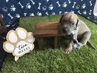 Bacon , a male Great Dane for sale in Peoria, AZ – 3 of 9