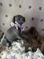 Pancake, a female Great Dane for sale in Peoria, AZ – 2 of 9
