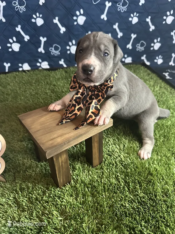 Honey  – Great Dane puppy for sale in Peoria, AZ