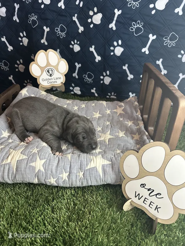 Pancake – Great Dane puppy for sale in Peoria, AZ
