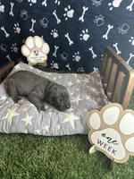 Pancake, a female Great Dane for sale in Peoria, AZ – 1 of 8