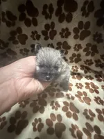 Mickey , a male Pomeranian for sale in Peoria, AZ – 4 of 10