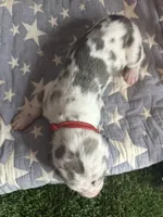 Omelette, a female Great Dane for sale in Peoria, AZ – 2 of 8