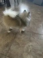 Bandit, a male Pomeranian for sale in Peoria, AZ – 2 of 9