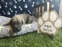 Bacon , a male Great Dane for sale in Peoria, AZ – 4 of 6