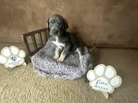 Gouda, a female Great Dane for sale in Peoria, AZ – Photo 8 of 10